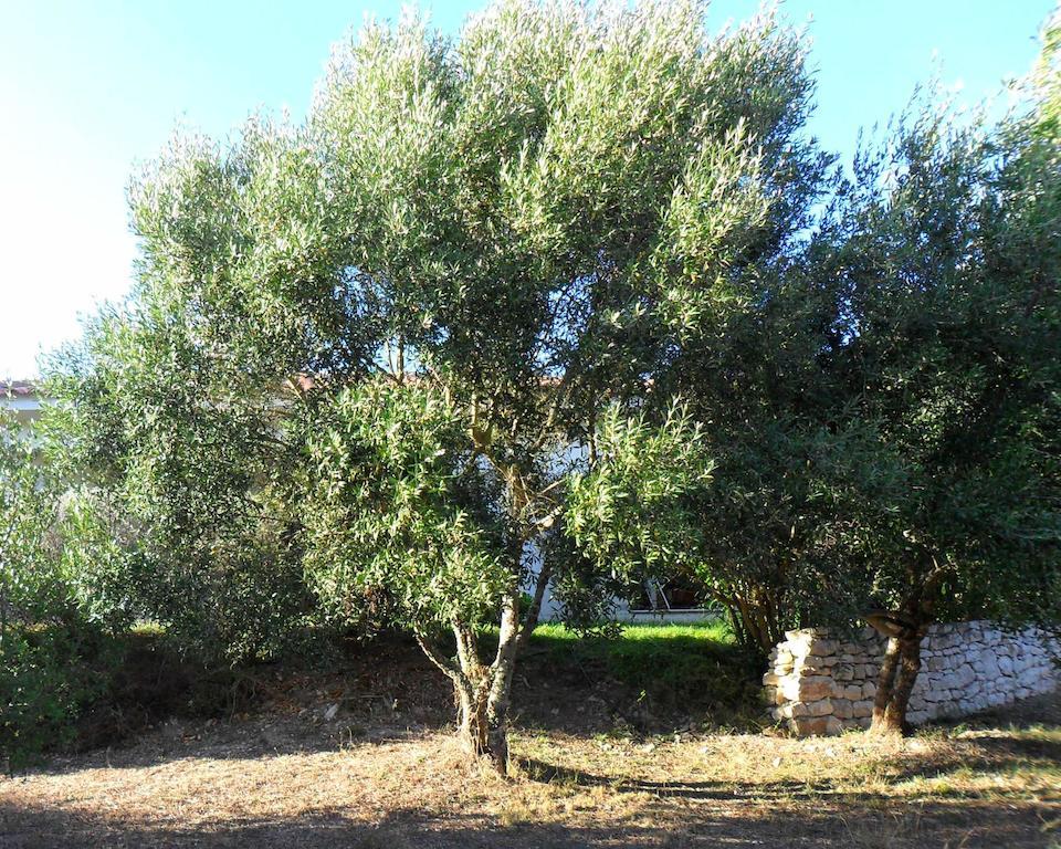 Villa Casa Martini Bonifacio  Exterior foto